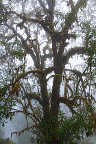 Mossy tree in mountainous rainforest at Cerro de la Muerte, Costa Rica