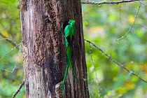 Resplendent Quetzal (Pharomachrus mocinno costaricensis) male with avocado at nest, Costa Rica