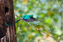 Resplendent Quetzal (Pharomachrus mocinno costaricensis) male in flight, Costa Rica
