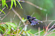 Magnificent Hummingbird (Eugenes fulgens) male rainbathing, Cerro de la Muerte, Costa Rica
