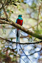 Resplendent Quetzal (Pharomachrus mocinno costaricensis) male perching portrait, Costa Rica