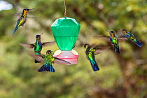 Fiery throated Hummingbirds (Panterpe insignis) hovering  at feeder, Cerro de la Muerte, Costa Rica