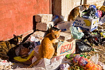 Domestic cats scavenging amongst rubbish, Medina, Old Town, Tripoli, Libya, November 2007