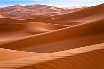 Sand dunes in the Libyan desert at dawn, Sahara, Libya, North Africa, November 2007