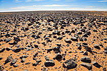 Stony Desert, Black Desert, Libya, North Africa, November 2007