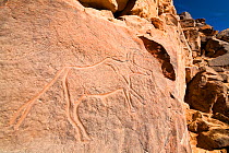 Stone engravings of an Antelope in Wadi Mathendous, Wadi Barjuj, Stony Desert, Libya, Sahara, North Africa, November 2007