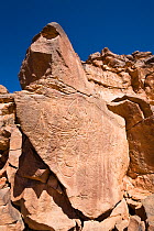 Stone engravings of an Elephant in Wadi Mathendous, Wadi Barjuj, Stony Desert, Libya, Sahara, North Africa, November 2007
