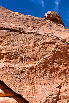 Stone engravings of a lizard in Wadi Mathendous, Wadi Barjuj, Stony Desert, Libya, Sahara, North Africa , November 2007
