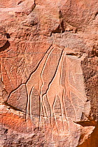 Stone engravings of Giraffes in Wadi Mathendous, Wadi Barjuj, Stony Desert, Libya, Sahara, North Africa, November 2007