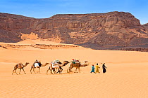 Dromedary camel (Camelus dromedarius) Caravan in the Libyan desert, Akakus mountains, Libya, Sahara, North Africa, November 2007