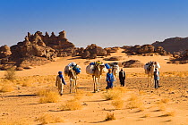 Dromedary camel (Camelus dromedarius) caravan in the Libyan desert, Akakus mountains, Libya, Sahara, North Africa, November 2007