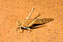 Migratory locust (Locusta migratoria) Sahara, Libya, North Africa, December