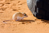 Libyan jird (Meriones lybicus) next to vehicle tyre, Libya, Sahara, North Africa, December