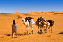 Dromedary camel (Camelus dromedarius) Caravan in the Libyan desert, Sahara, North Africa, December 2007