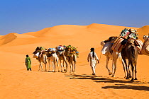 Dromedary camel (Camelus dromedarius) Caravan in the Libyan desert, Sahara, North Africa, December 2007