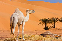 Dromedary camel near calf (Camelus dromedarius) Libya, Sahara, North Africa, December 2007