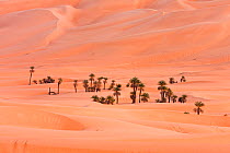 Um el Ma oasis with date palms and sand dunes, Libyan desert, Libya, Sahara, North Africa, December 2007