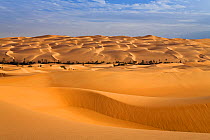 Um el Ma oasis and sand dunes, Libyan desert, Libya, Sahara, Africa, December 2007