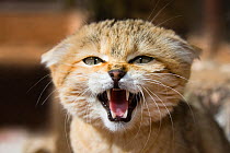 Sand cat (Felis margarita) hissing, Libya, captive