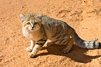 Sand cat (Felis margarita) Libya captive