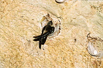 Edible-nest swiflet (Aerodramus fuciphagus inexpectata) on nest, Challis Ek Caves, North Andaman, Andaman Islands, India
