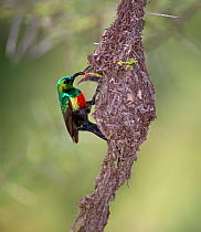 Beautiful sunbird (cinnyris pulchella) male bracing itself on a swinging purse-shaped enclosed nest while feeding its young, Serengeti NP, Tanzania