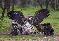 Ruppell's griffon vultures (Gyps rueppellii) and one White-backed vulture (Gyps africanus) taking turns to feed on a zebra carcass, Tanzania, Africa.