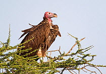 Lappet-faced vulture (Torgos tracheliotus) juvenile preparing for take off from the top of an Umbrella thorn tree, Tanzania