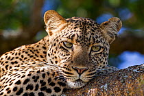 African leopard (Panthera pardus pardus) resting on a branch, Serengeti NP, Tanzania