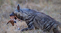 Striped hyena (Hyaena hyaena) moving quickly through long grass with its kill of a baby Impala (Aepyceros melampus) Kenya
