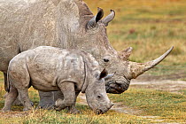 White Rhinoceros (Ceratotherium simum) mother and two month baby grazing near Lake Nakuru, Kenya, Africa.