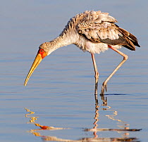 Yellow-billed stork (Mycteria ibis) searching for prey in water, Kenya