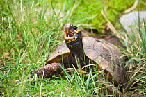 Red footed tortoise (Geochelone carbonaria) captive