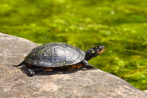 Spotted turtle (Clemmys guttata) captive