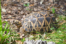 Hingeback / Bell's Hinged tortoise (Kinixys belliana) captive