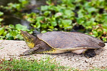 Spiny softshell turtle (Apalone spinifera) captive