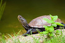 European pond / swamp turtle (Emys orbicularis) basking in sun, Europe