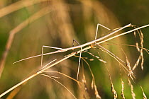 European Stick Insect on grass (Bacillus rossius) Mediterranean, Italy, Europe