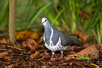 Wonga pigeon (Leucosarcia melanoleuca) found in rainforests of Queensland, Australia, captive