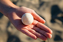 Loggerhead turtle (Caretta caretta) egg held in hand, lycian coast, Mediterranean Sea, Turkey