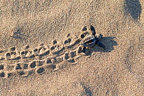 Loggerhead turtle (Caretta caretta) hatchling running to the sea, lycian coast, Mediterranean Sea, Turkey