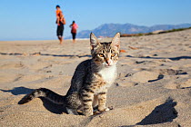 Stray domestic cat on sandy beach, lycian coast Turkey