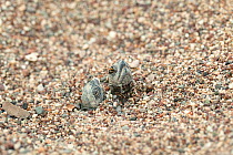 Loggerhead turtle (Caretta caretta) hatchlings emerging from sand, lycian coast, Mediterranean Sea, Turkey