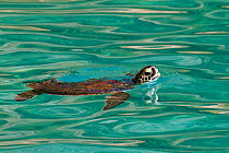 Loggerhead turtle (Caretta caretta) breathing at surface, lycian coast, Mediterranean Sea, Turkey