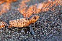 Loggerhead turtle (Caretta caretta) hatchling on beach, lycian coast, Mediterranean Sea, Turkey