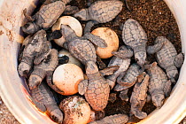 Loggerhead turtle (Caretta caretta) hatchlings and eggs in bucket, turtle conservation, Iykian coast, Mediterranean Sea, Turkey