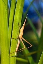 Short horned / Mediterranean slant faced grasshopper (Acrida ungarica) amidst grass, Lykia, Tukey, Asia