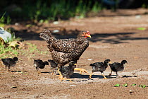 Domestic hen with chicks, Turkey