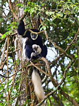 Black and White Colobus monkey (Colobus guereza) with baby in tree, Arusha National Park, Tanzania, East Africa