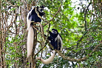 Black and White Colobus monkeys (Colobus guereza) Arusha National Park, Tanzania, East Africa